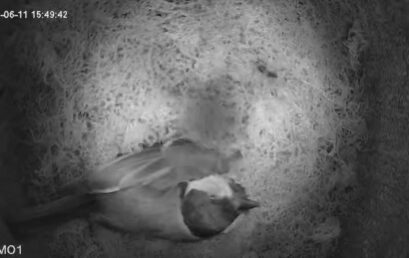 Da ist wieder was los im Vogelhaus!
