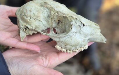 Frühlingsausflug der Klasse 4a in den Wald