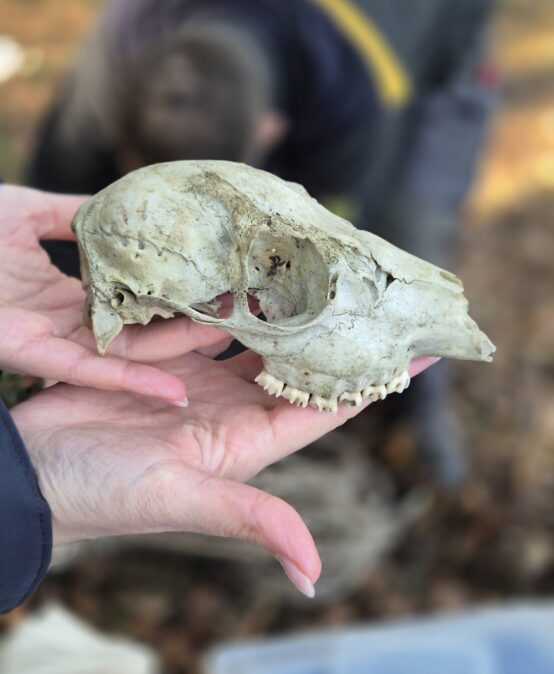 Frühlingsausflug der Klasse 4a in den Wald