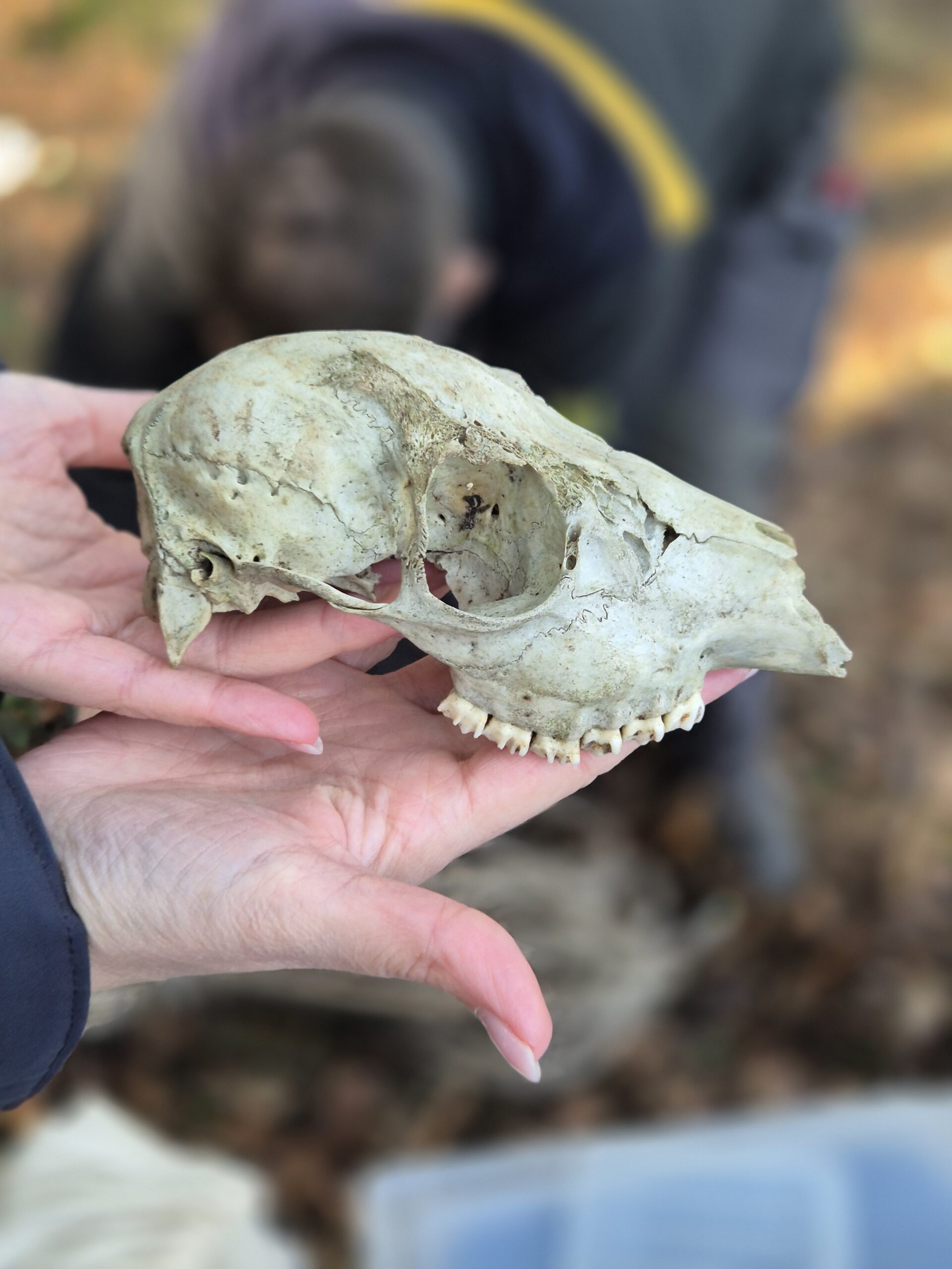 Frühlingsausflug der Klasse 4a in den Wald