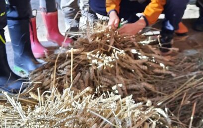 Vom Acker zur Mühle – Getreide hautnah erleben