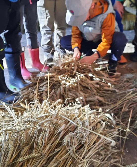 Vom Acker zur Mühle – Getreide hautnah erleben