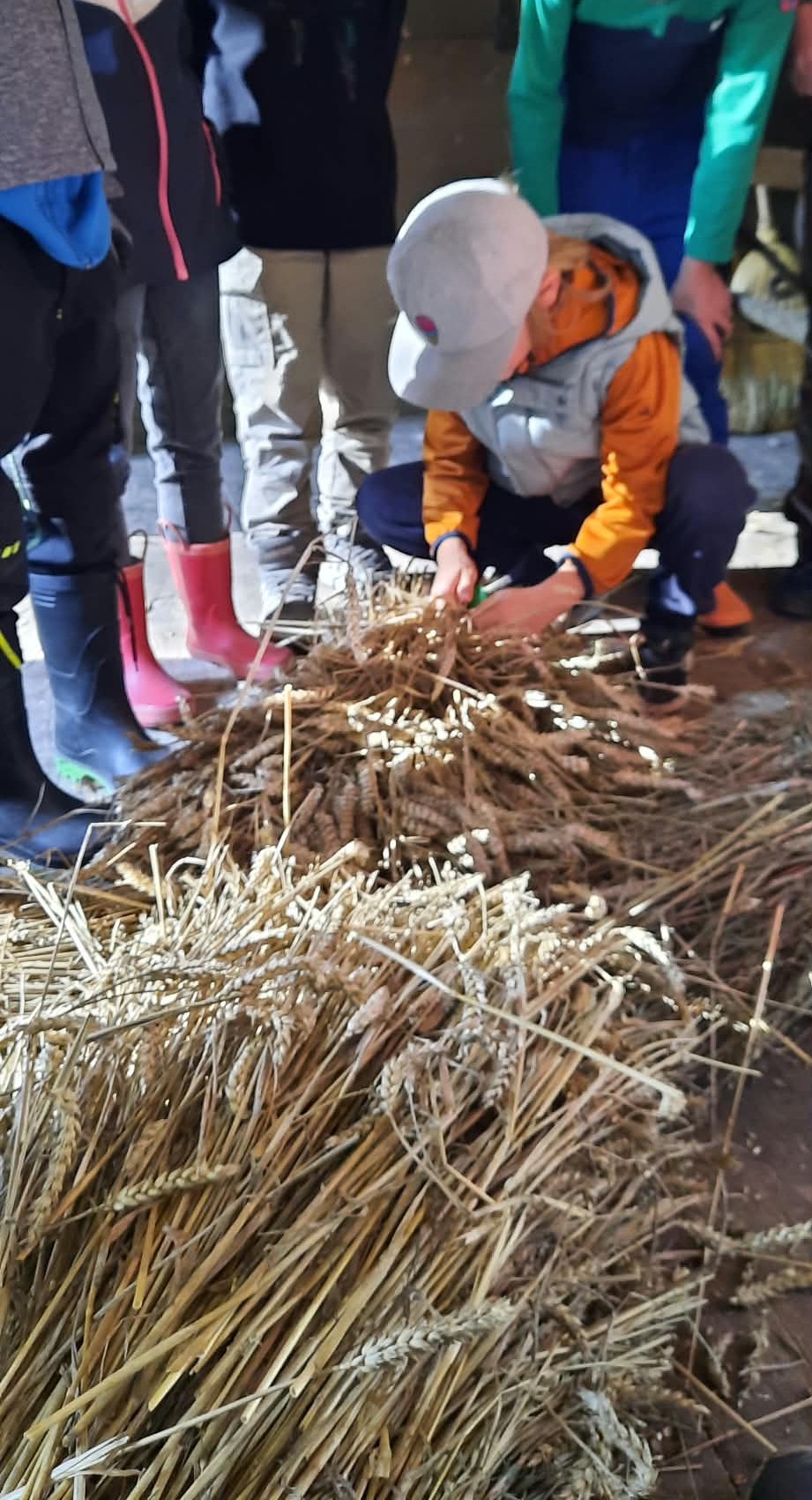 Vom Acker zur Mühle – Getreide hautnah erleben Vom Acker zur Mühle – Getreide hautnah erleben